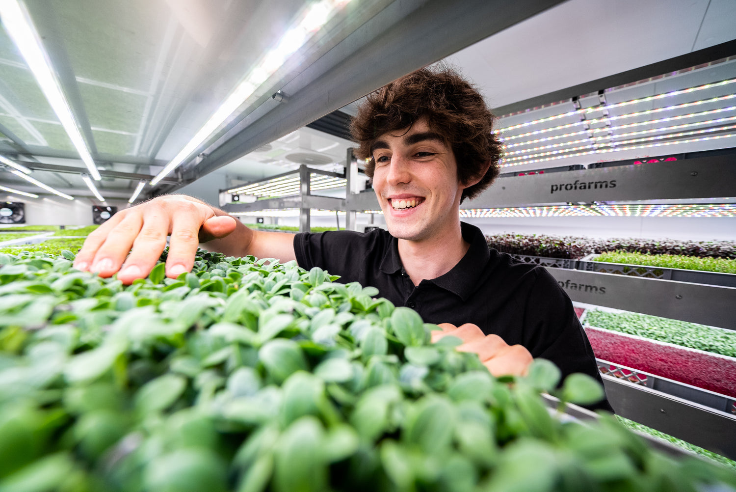 Come utilizzare i Microgreens Lerava x Profarms