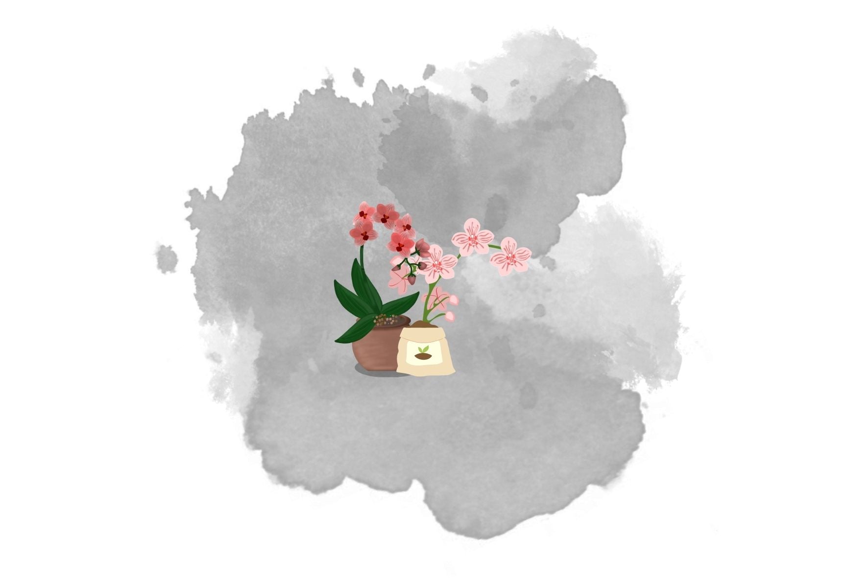 Come concimare le orchidee