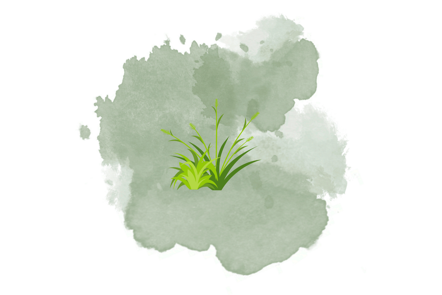 Loietto perenne: tutto quello che c'è da sapere