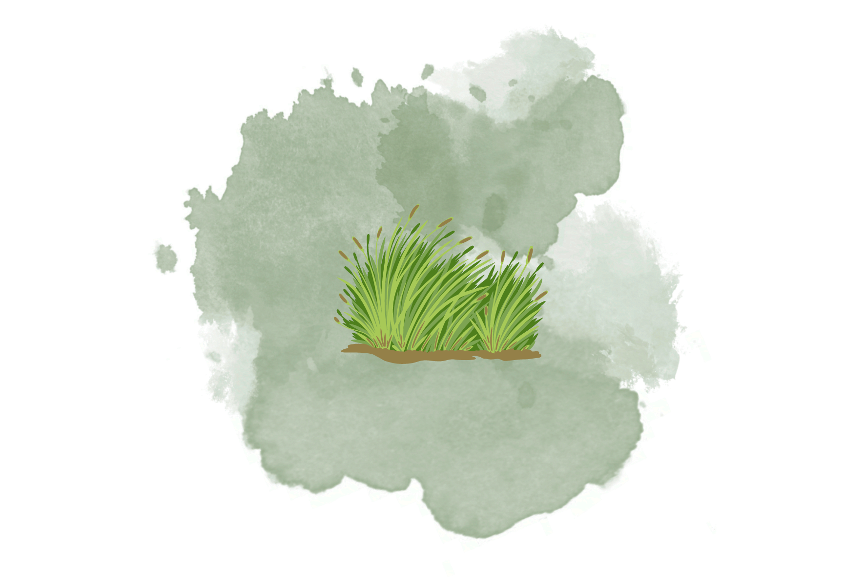 Festuca arundinacea: tutto quello che c'è da sapere