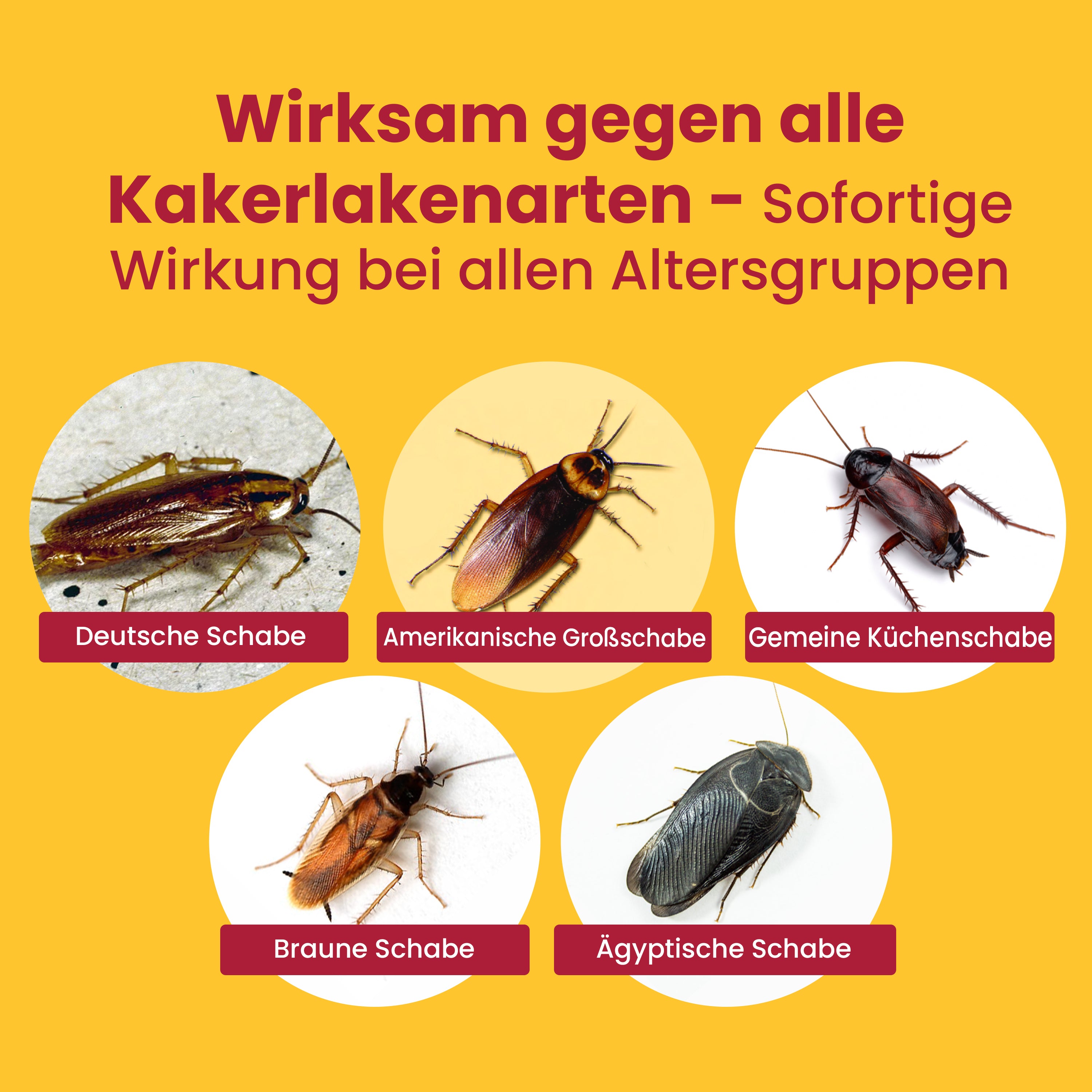 Cockroach and Bug Gel