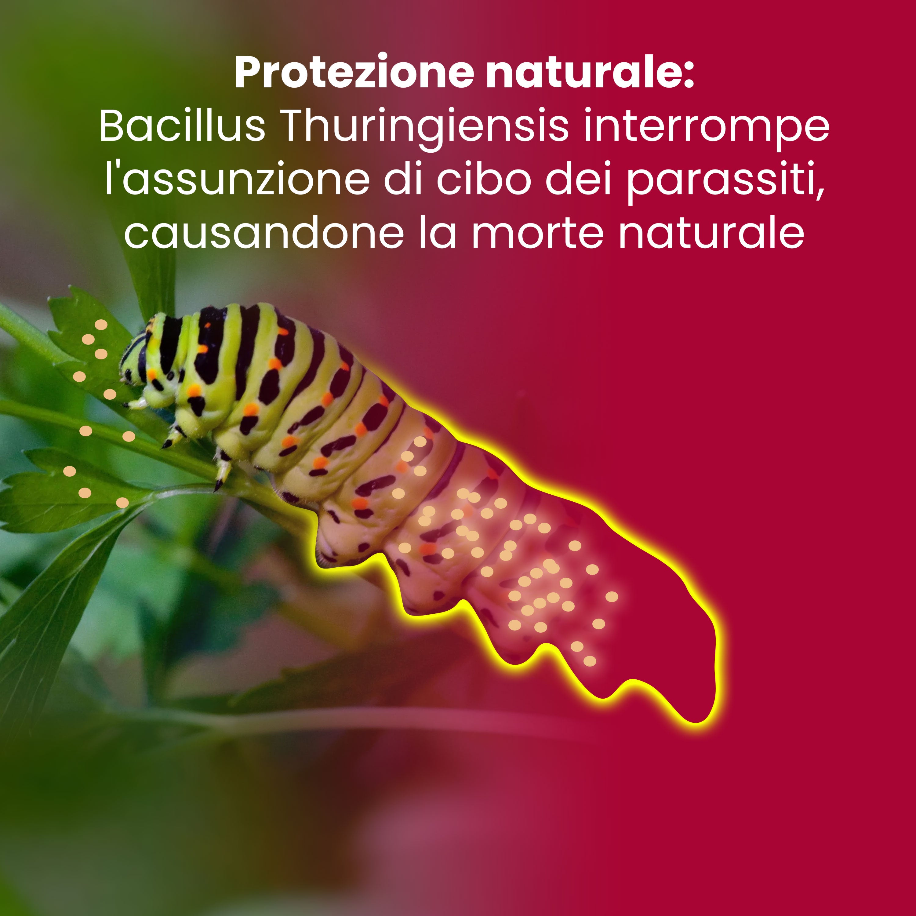 Bacillus Thuringiensis