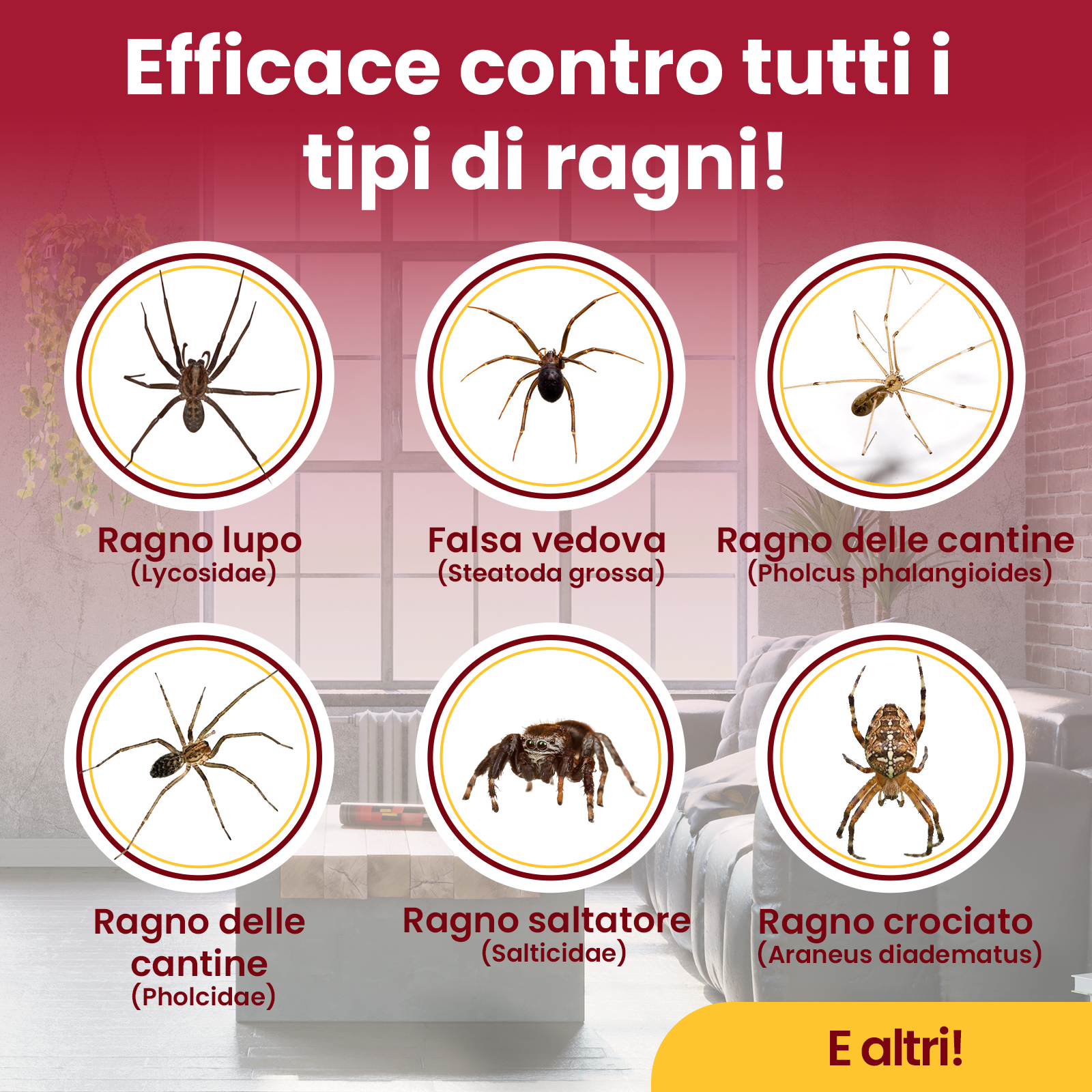 Insetticida Ragni 500ml