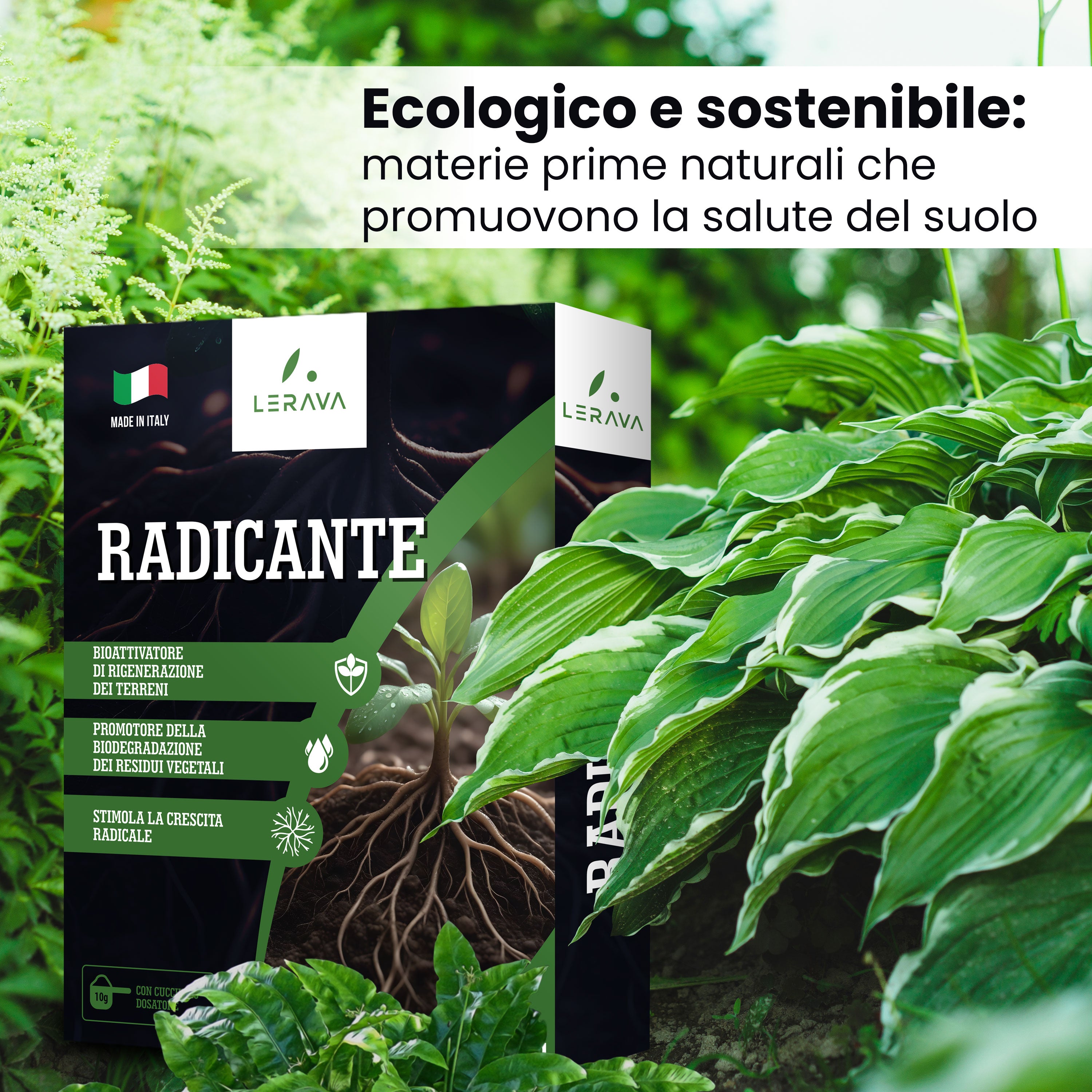 Rootstock for Cutting