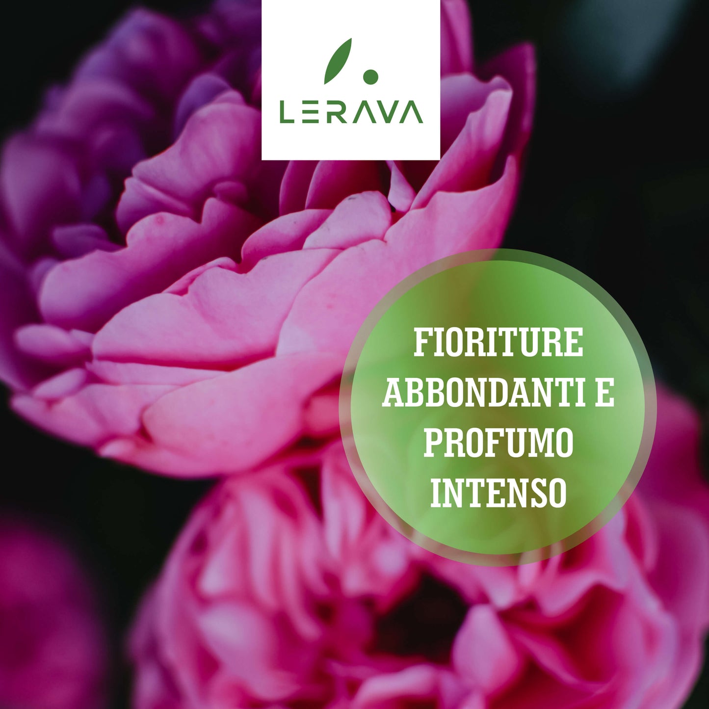 Roses - granulated fertilizer for roses