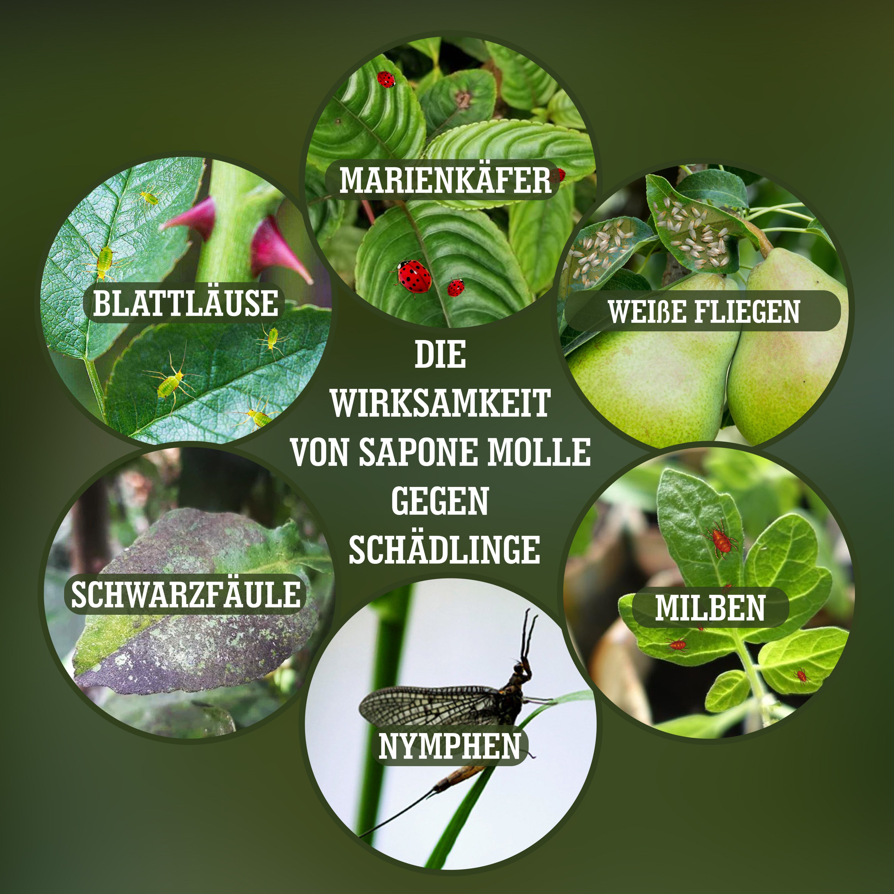 4_de