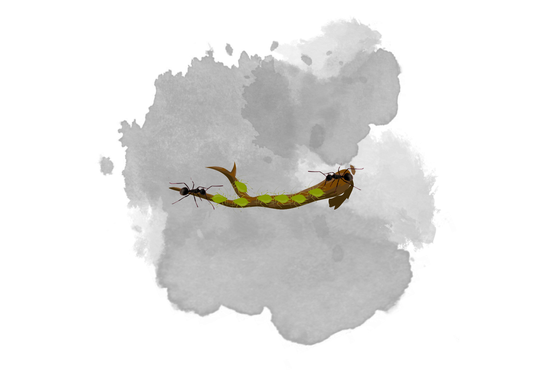 Disinfestazione finale: eliminare gli afidi e le infestazioni di formiche