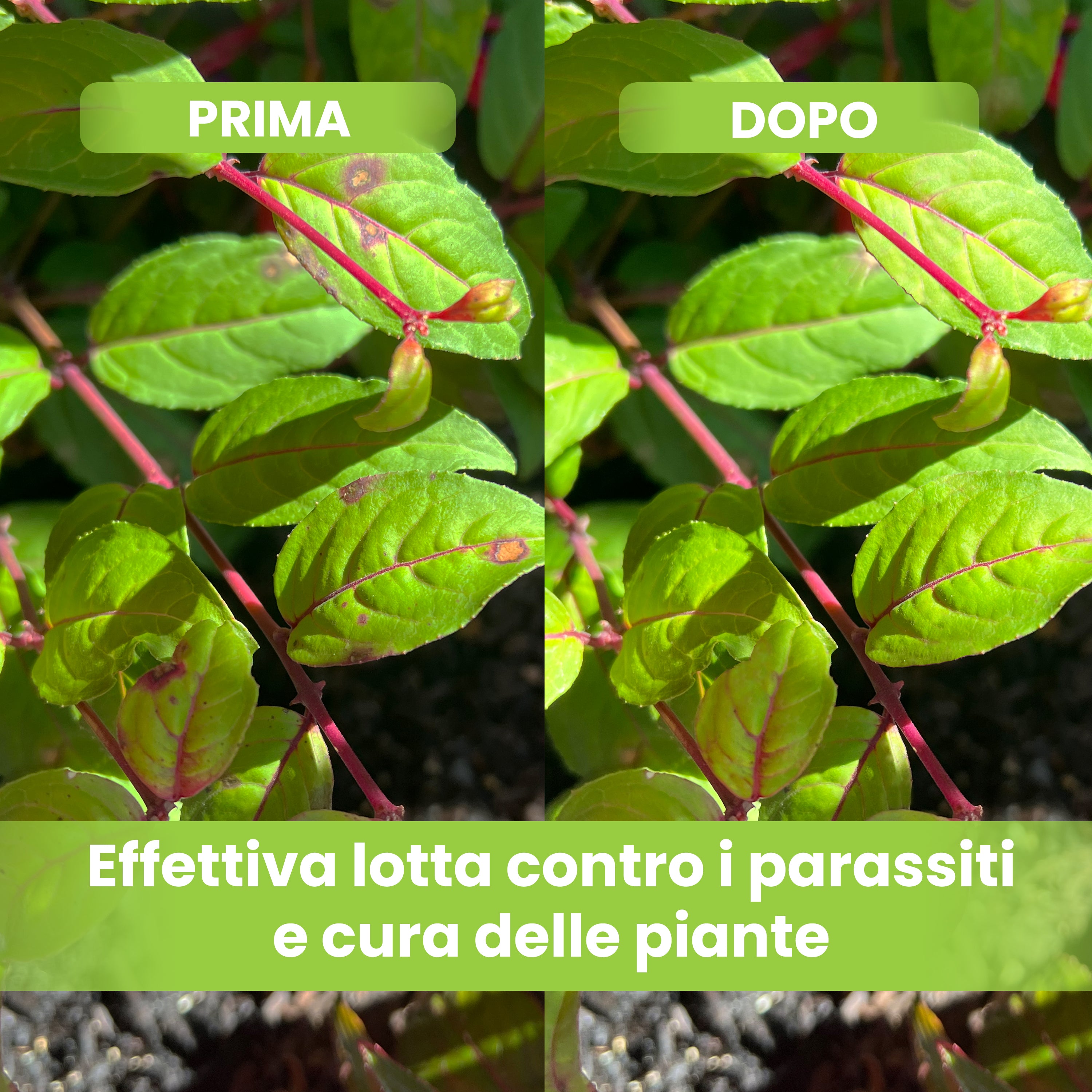 Olio di neem per piante