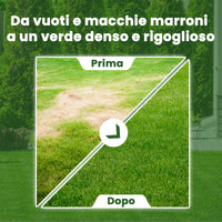 [lang-IT]