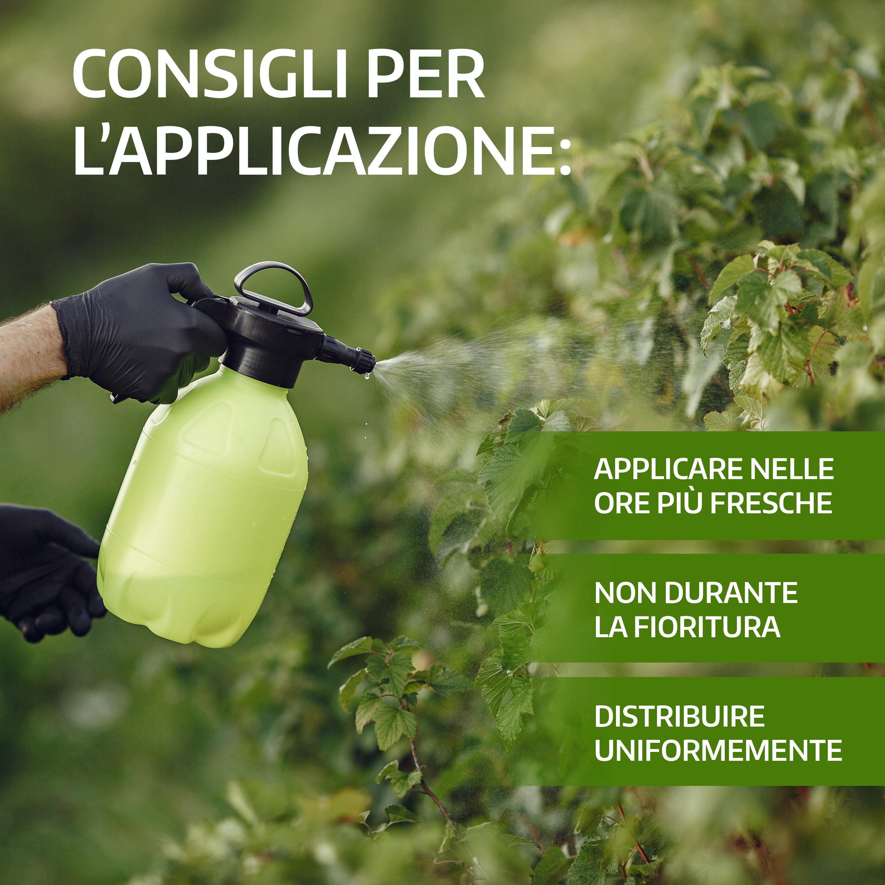 Manica Fungicida Biologico A Base Di Ossicloruro Di Rame Ossiclor 35WG - Foto 11