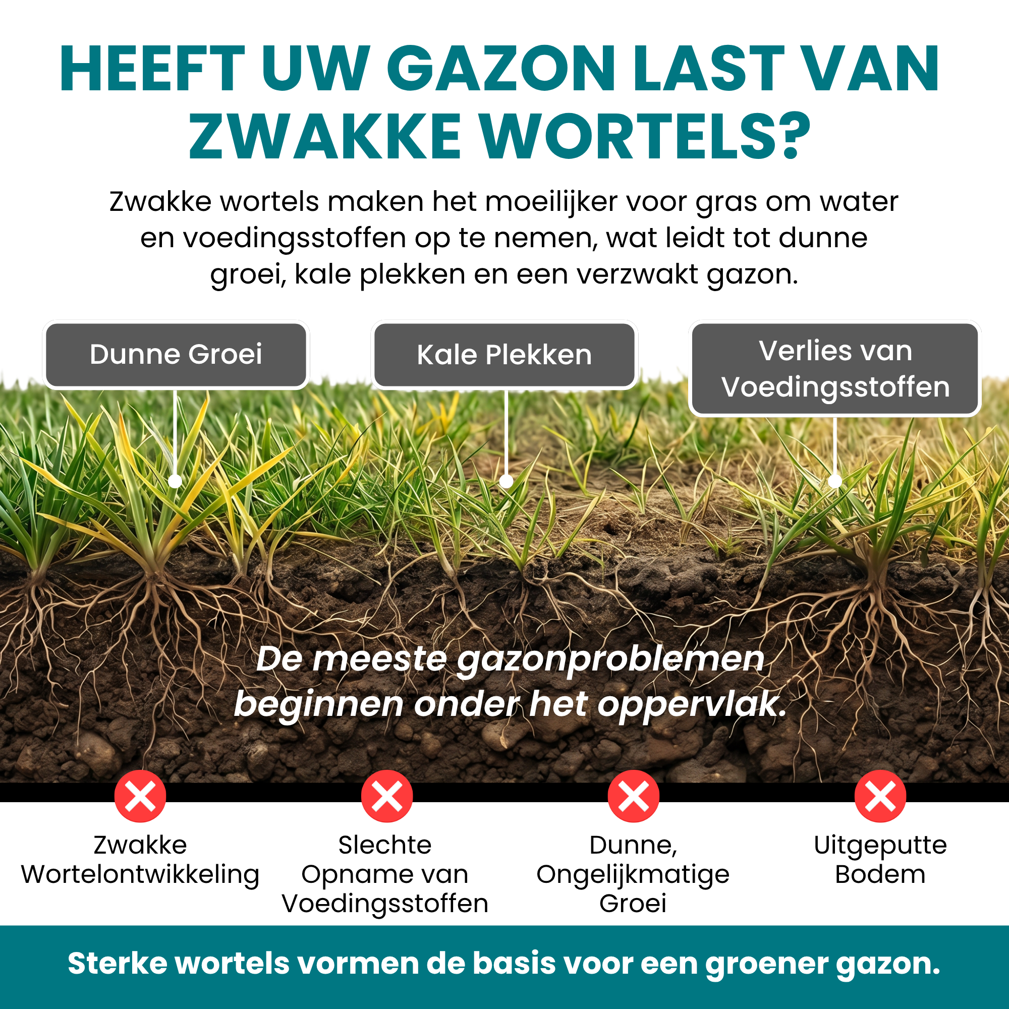 [lang-NL]