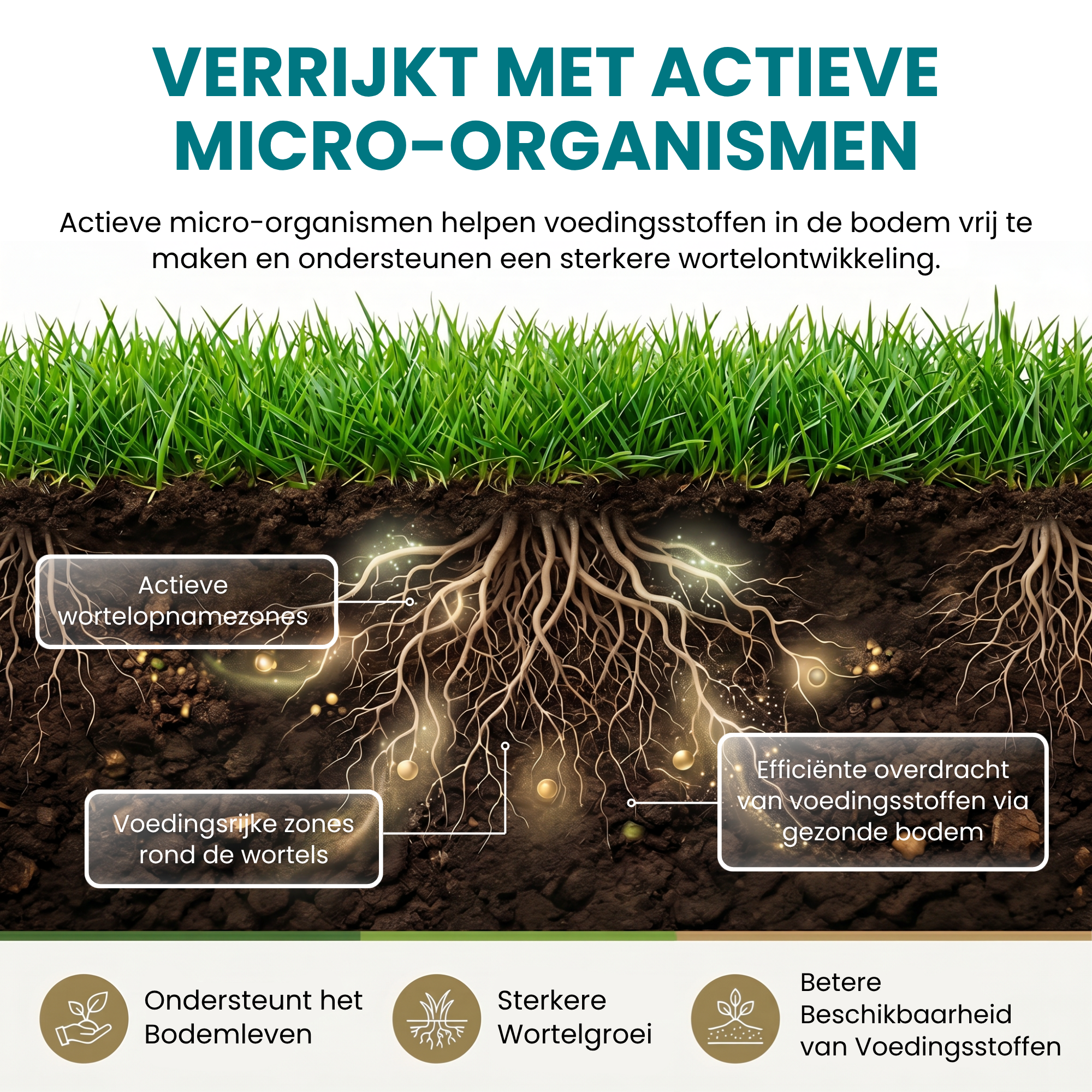 [lang-NL]
