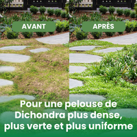 [lang-FR]