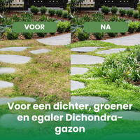 [lang-NL]