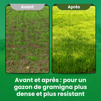 [lang-FR]