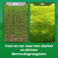 [lang-NL]