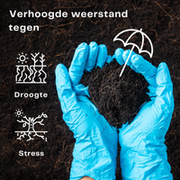 [lang-NL]