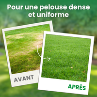 [lang-FR]