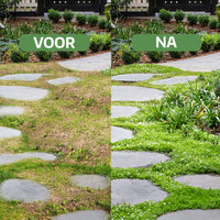 [lang-NL]