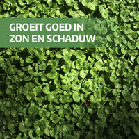 [lang-NL]