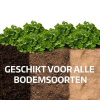 [lang-NL]