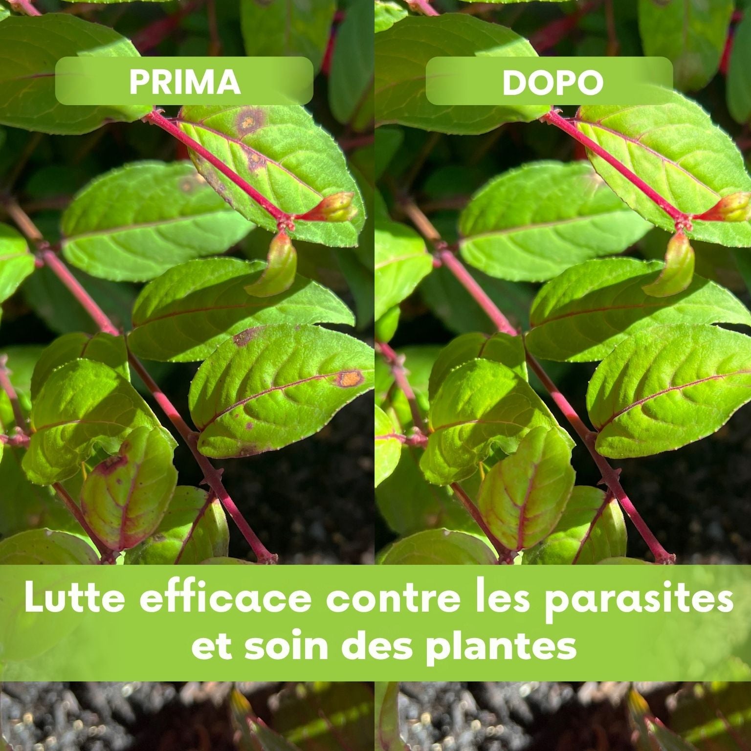 [lang-FR]