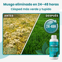 [lang-ES] 