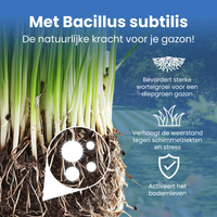 [lang-NL]