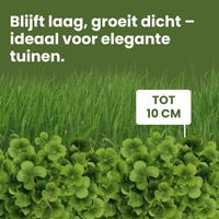 [lang-NL]