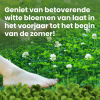 [lang-NL]