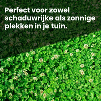 [lang-NL]