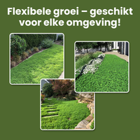 [lang-NL]