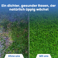 [lang-de]