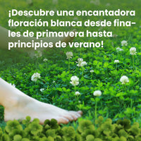 [lang-es]