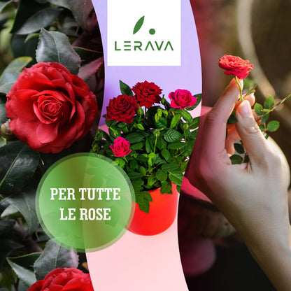Roses - rose fertilizer
