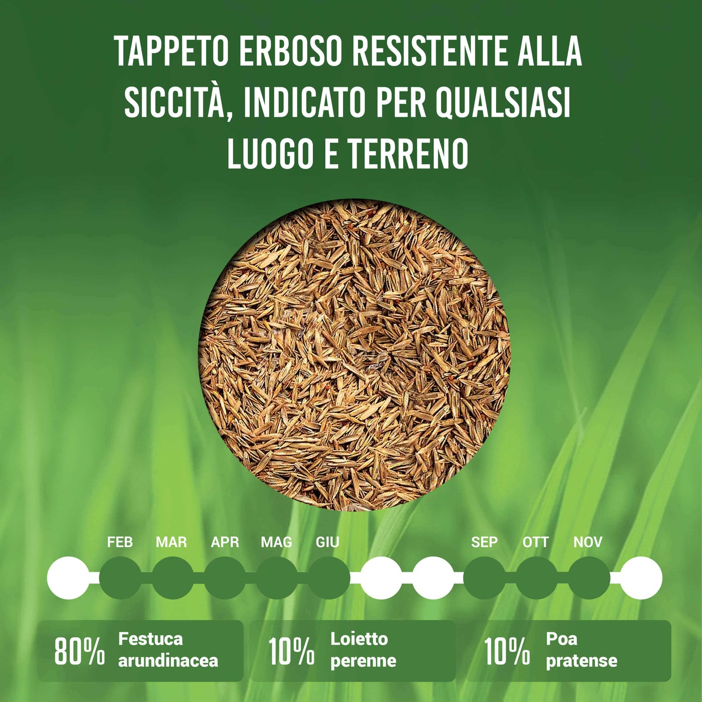 CHAMPION - semi prato resistente alla siccità [Da 10m² - 720m²]