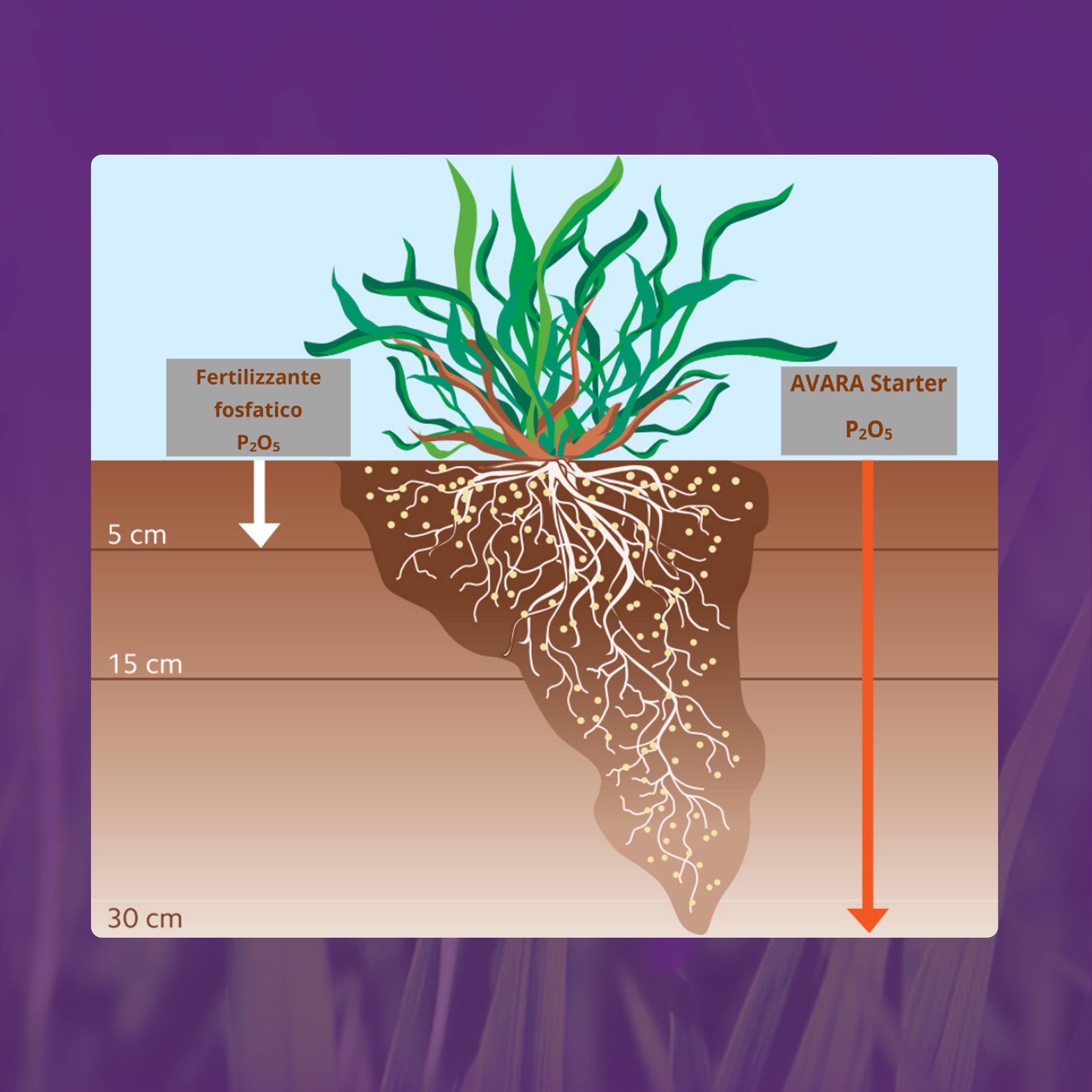 LERAVA Concime Starter Per Prato - Per Semina Autunnale E Rigenerazione, 35m² | Fertilizzante Ricco Di Fosforo - Foto 9